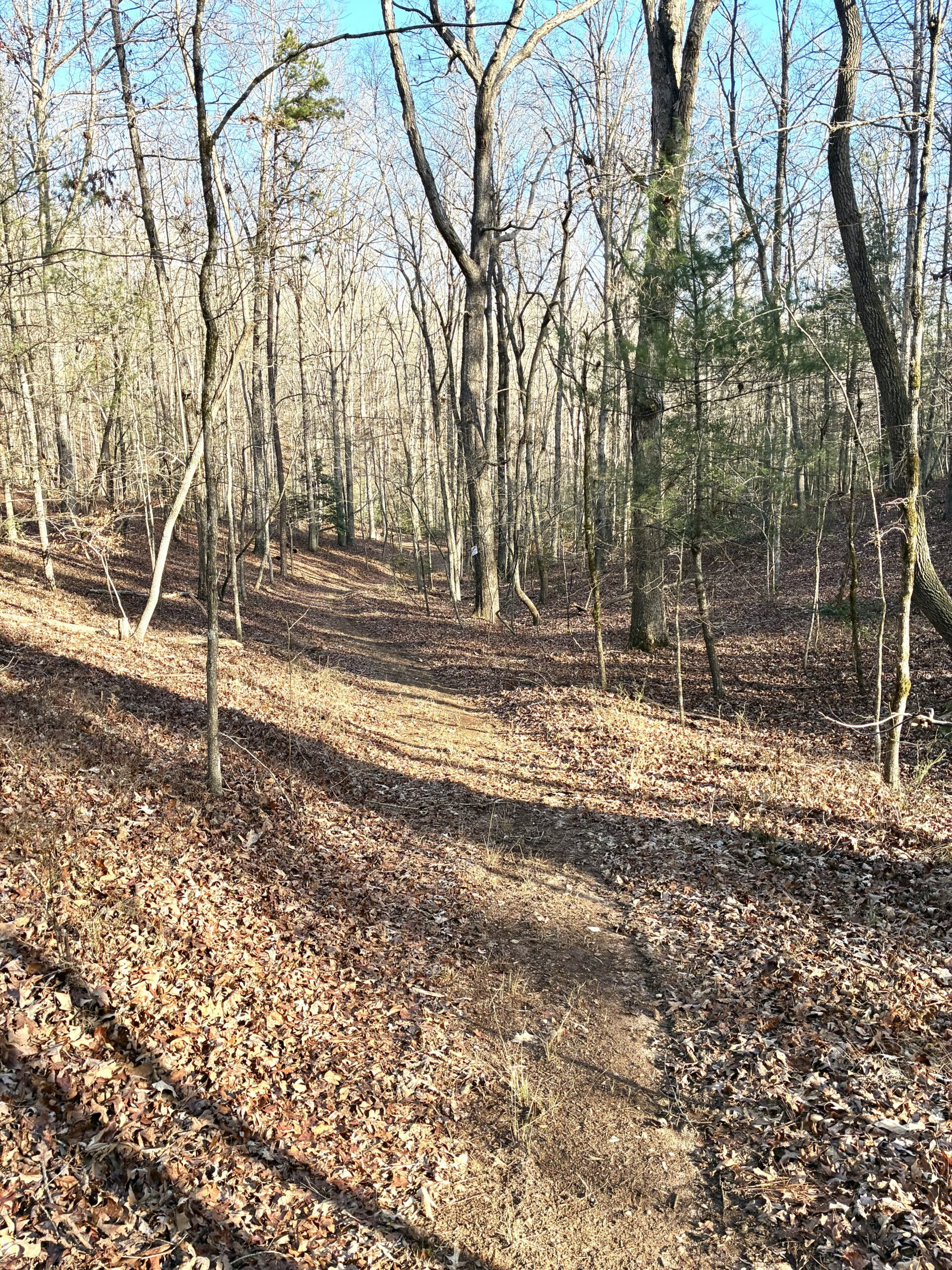 A wooded trail covered with dry leaves on a sunny day.