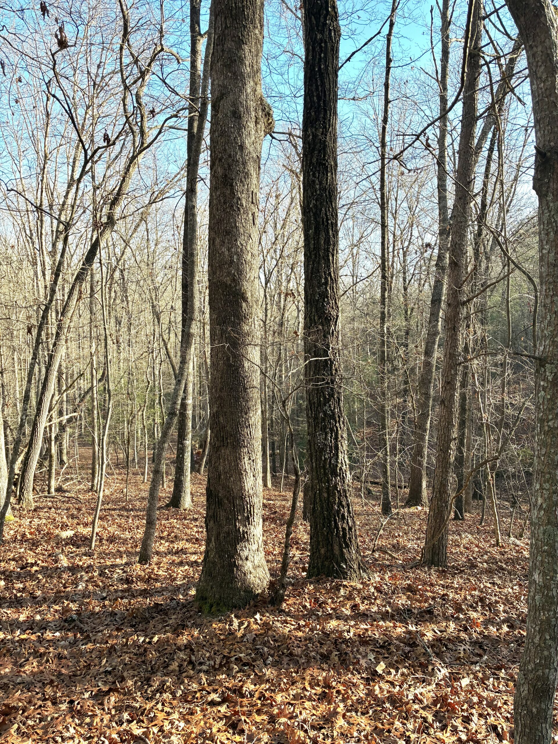 Forest scene with leafless trees and dry leaves on the ground.