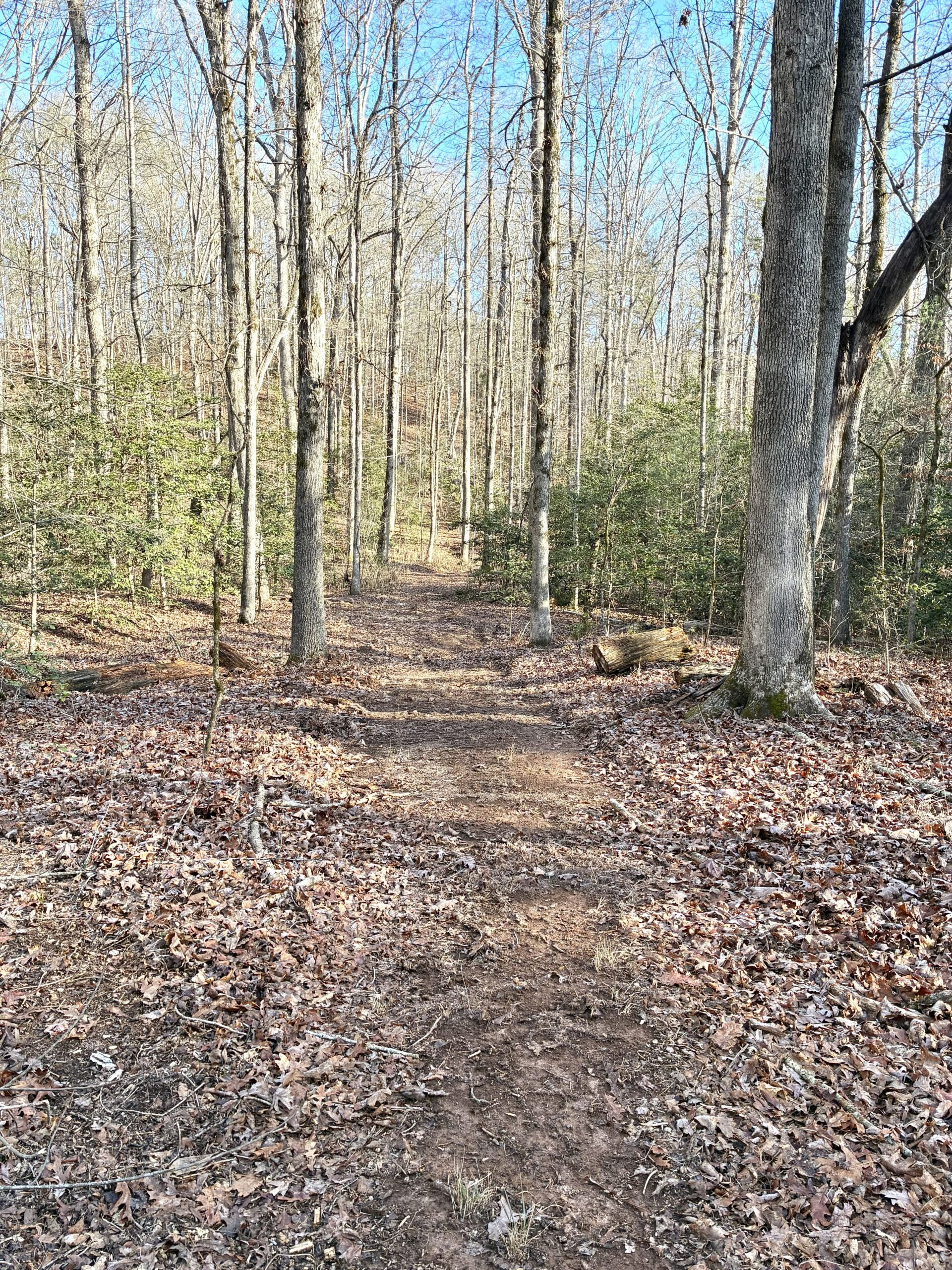 A leaf-covered forest path surrounded by bare trees.