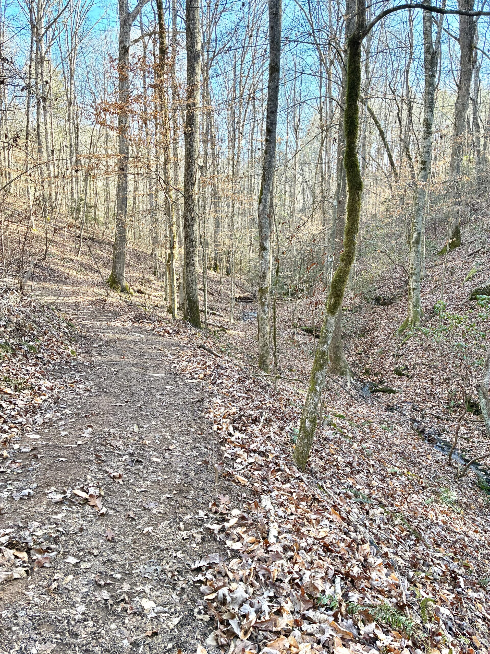 A forest trail covered in fallen leaves during autumn.