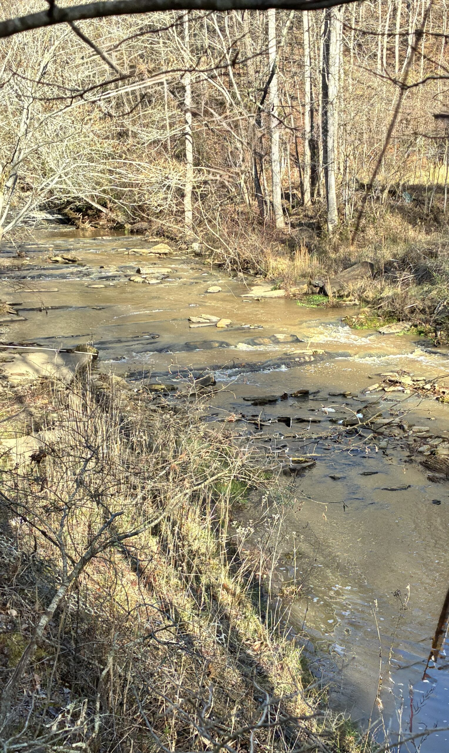 A shallow creek flowing through a leafless, wooded area in early spring.