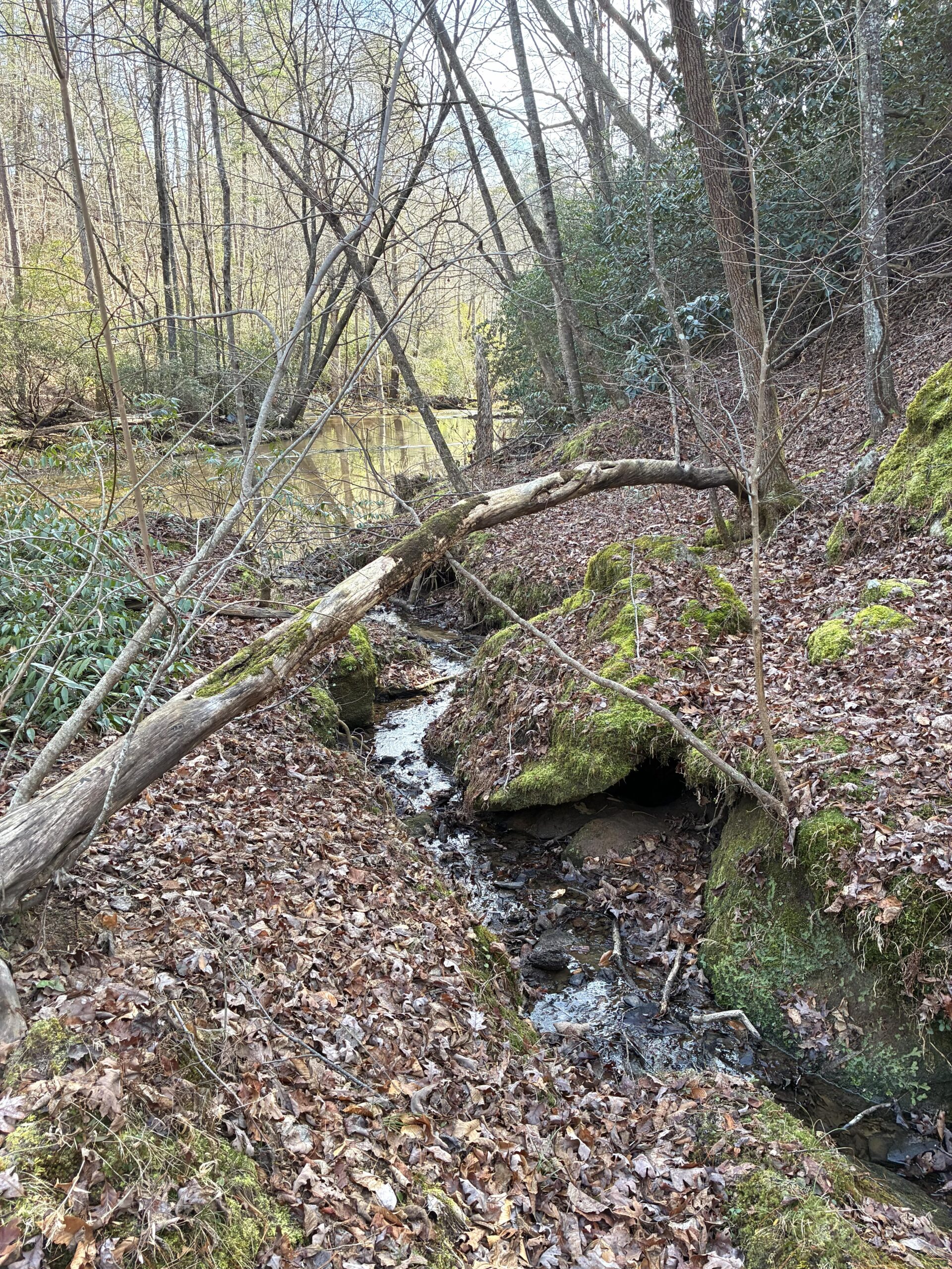 A serene forest stream flowing through a leaf-covered landscape with fallen trees.