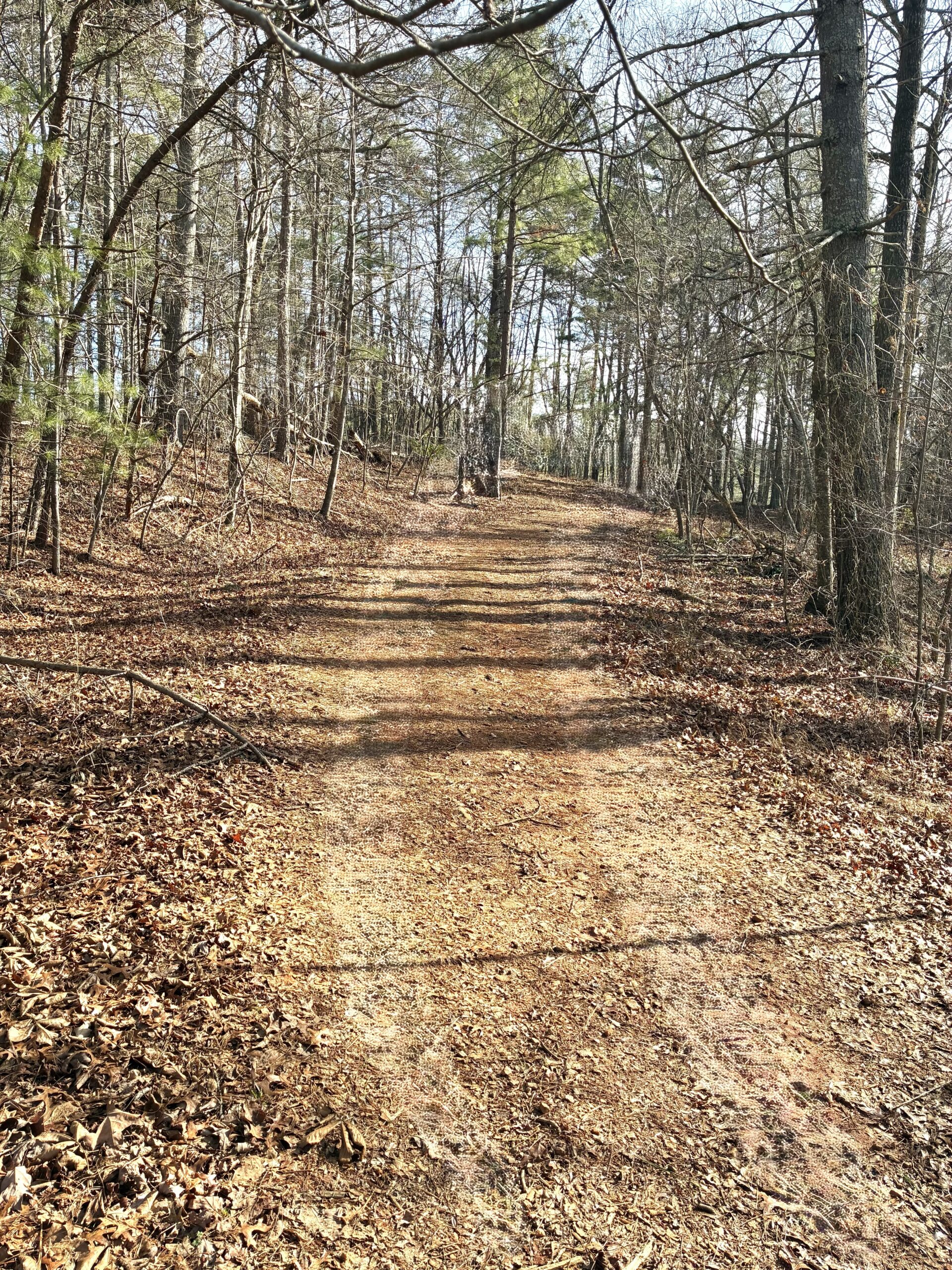 A forest trail covered in leaves and surrounded by tall trees.
