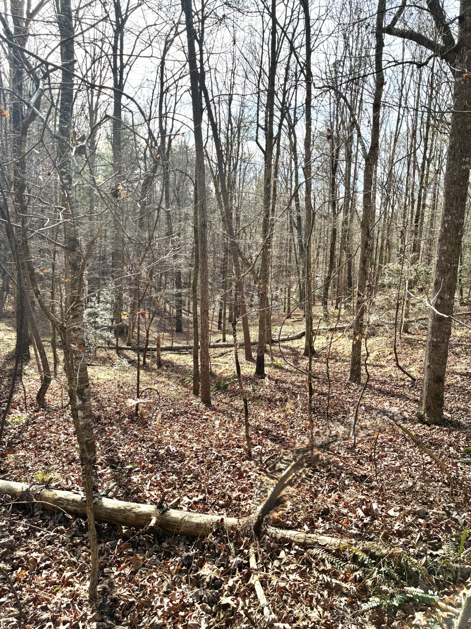 A quiet forest with tall trees and dry leaves on the ground.