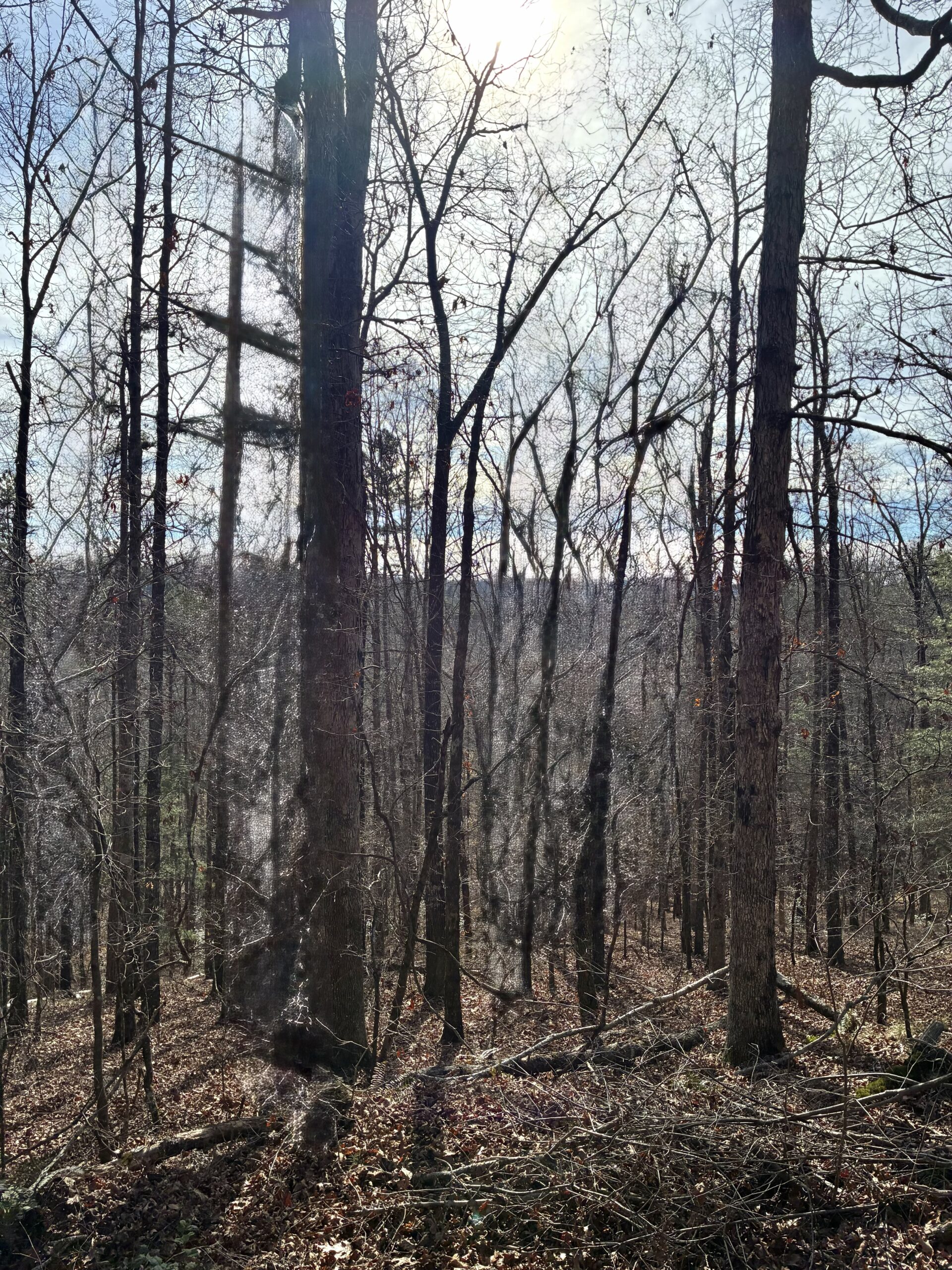Leafless trees in a forest during late autumn or early winter.