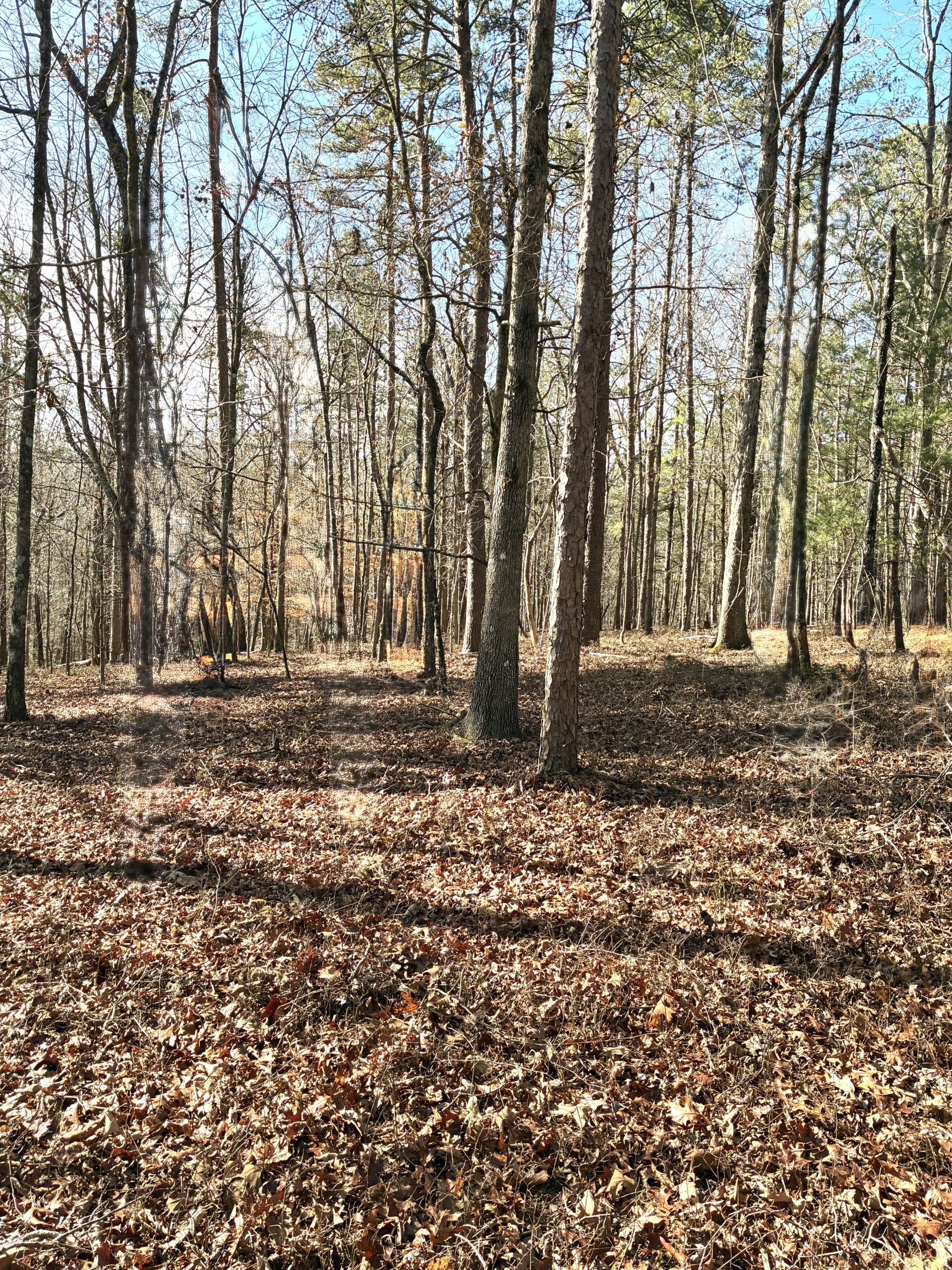 A quiet forest clearing with leaf-covered ground and tall, leafless trees.