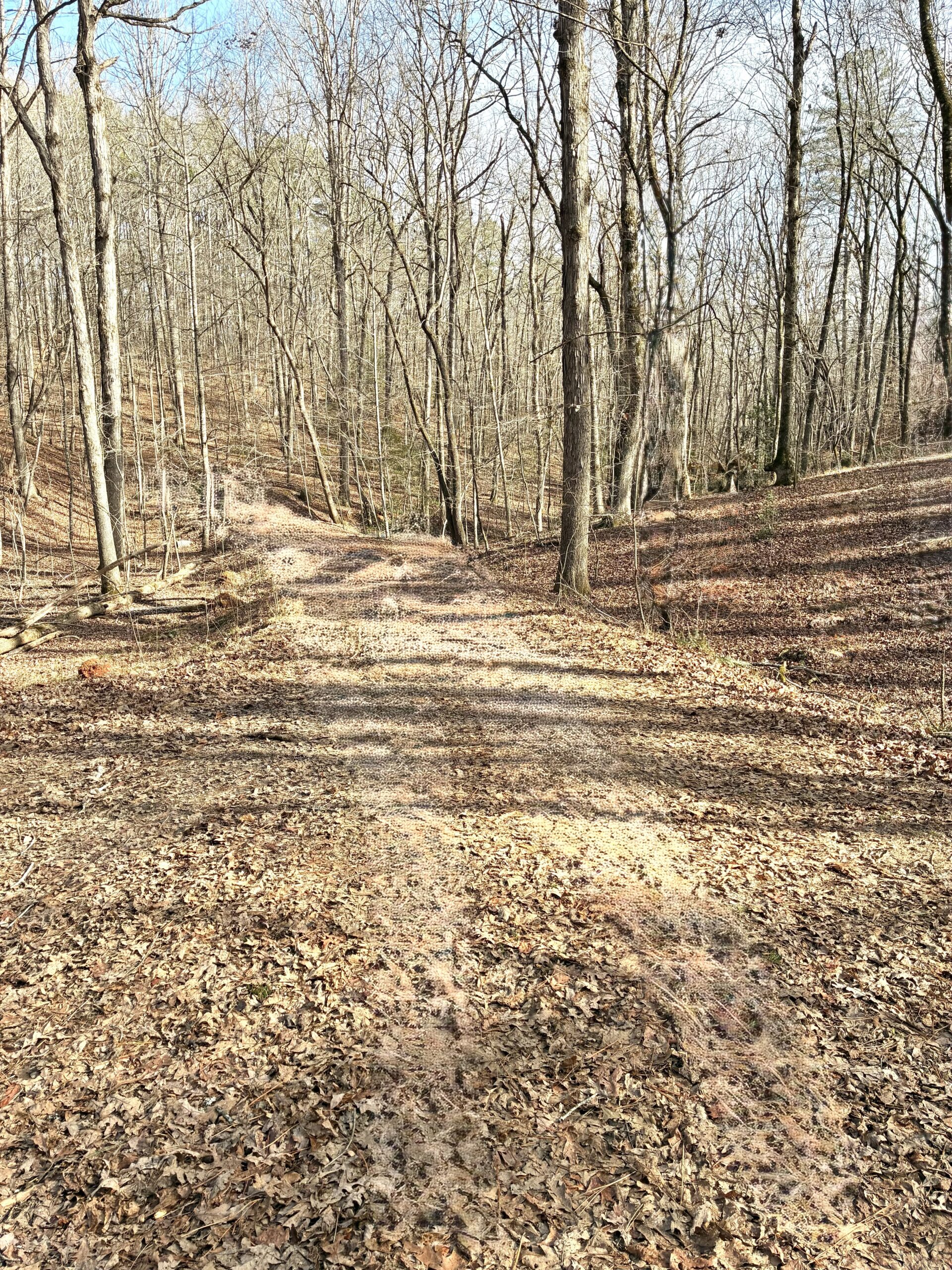 A dirt path winding through a leaf-covered forest.