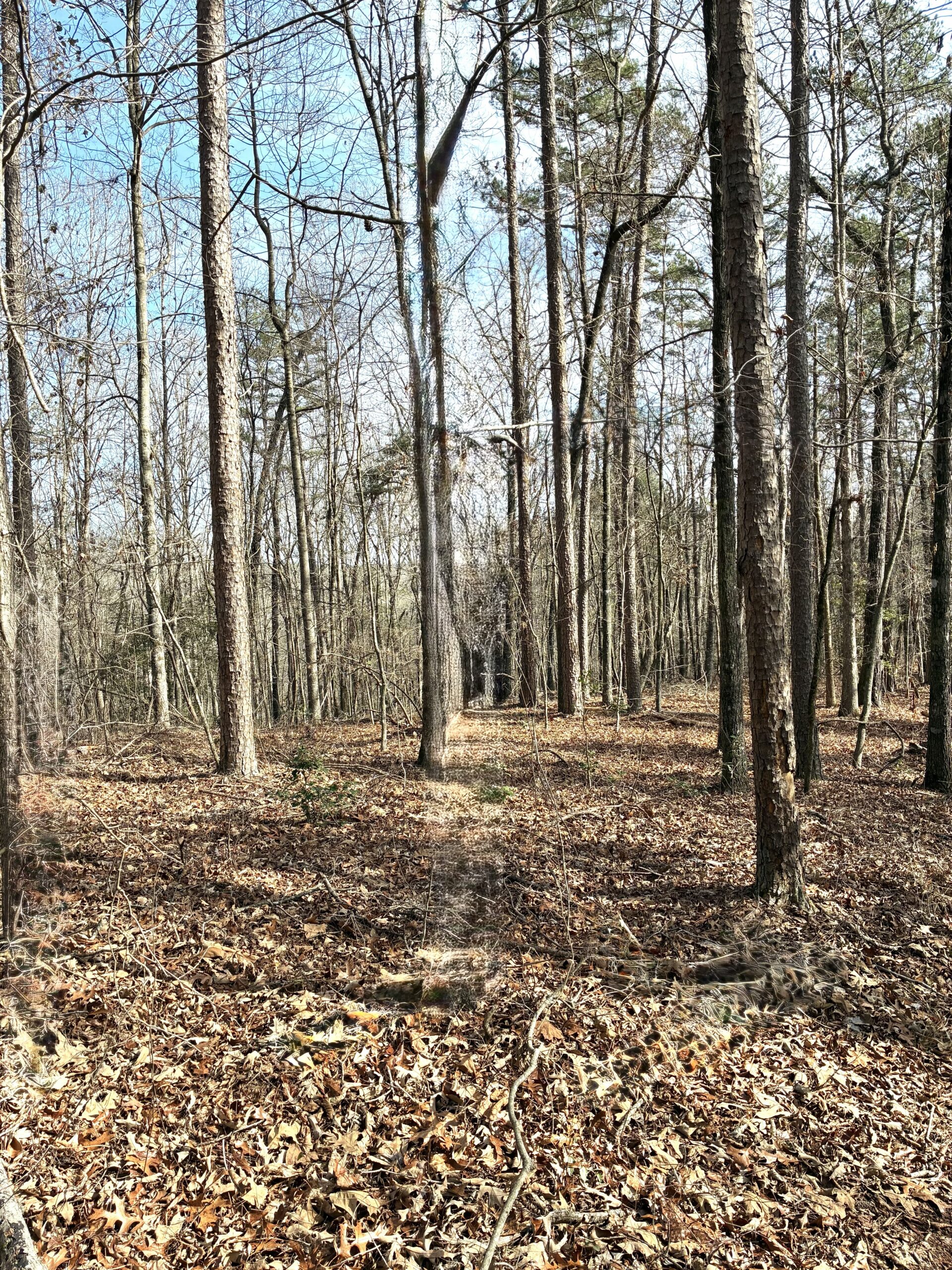 A leaf-covered forest path with tall, bare trees under a clear sky.