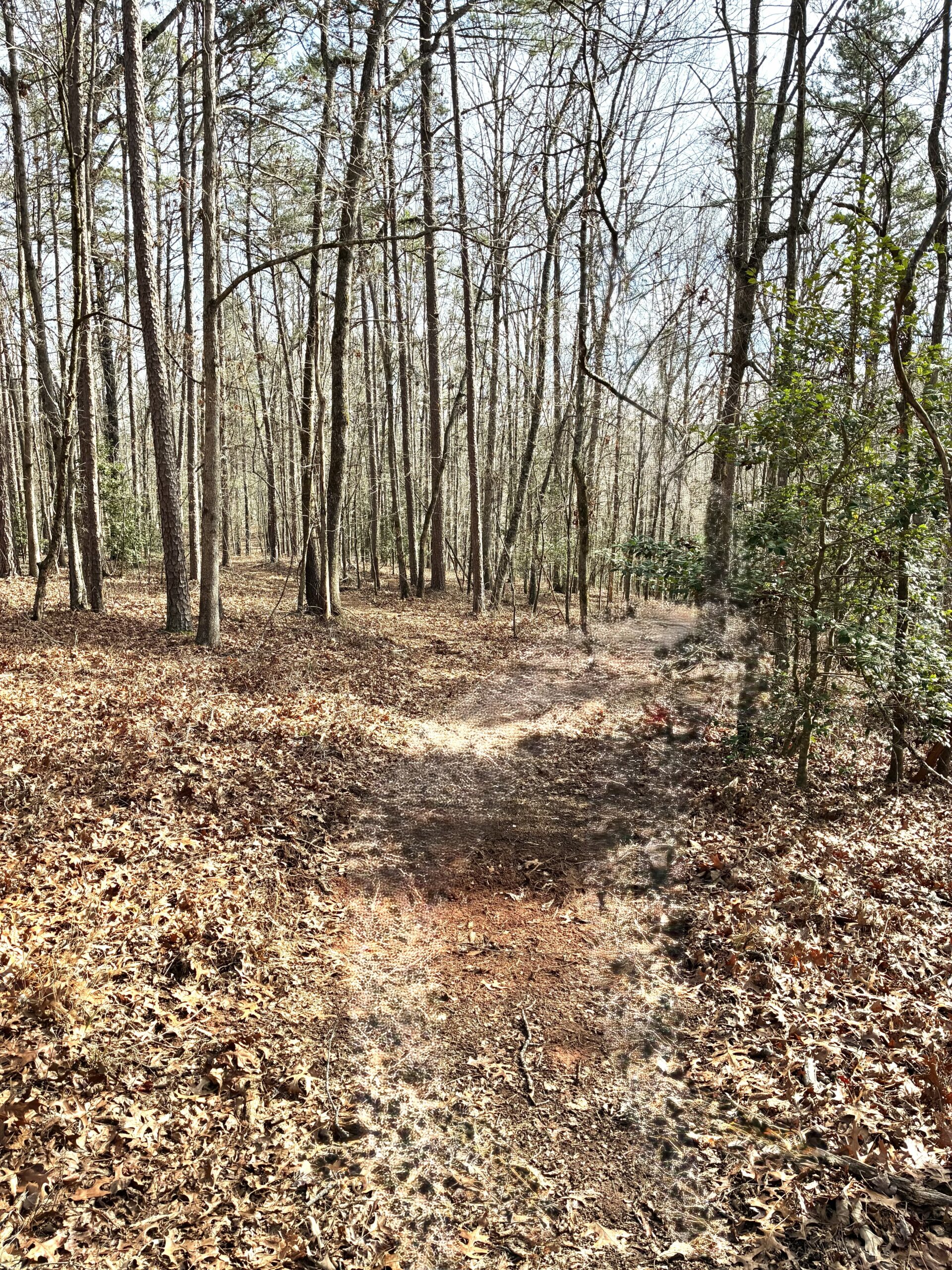 A forest trail covered with fallen leaves during late autumn.