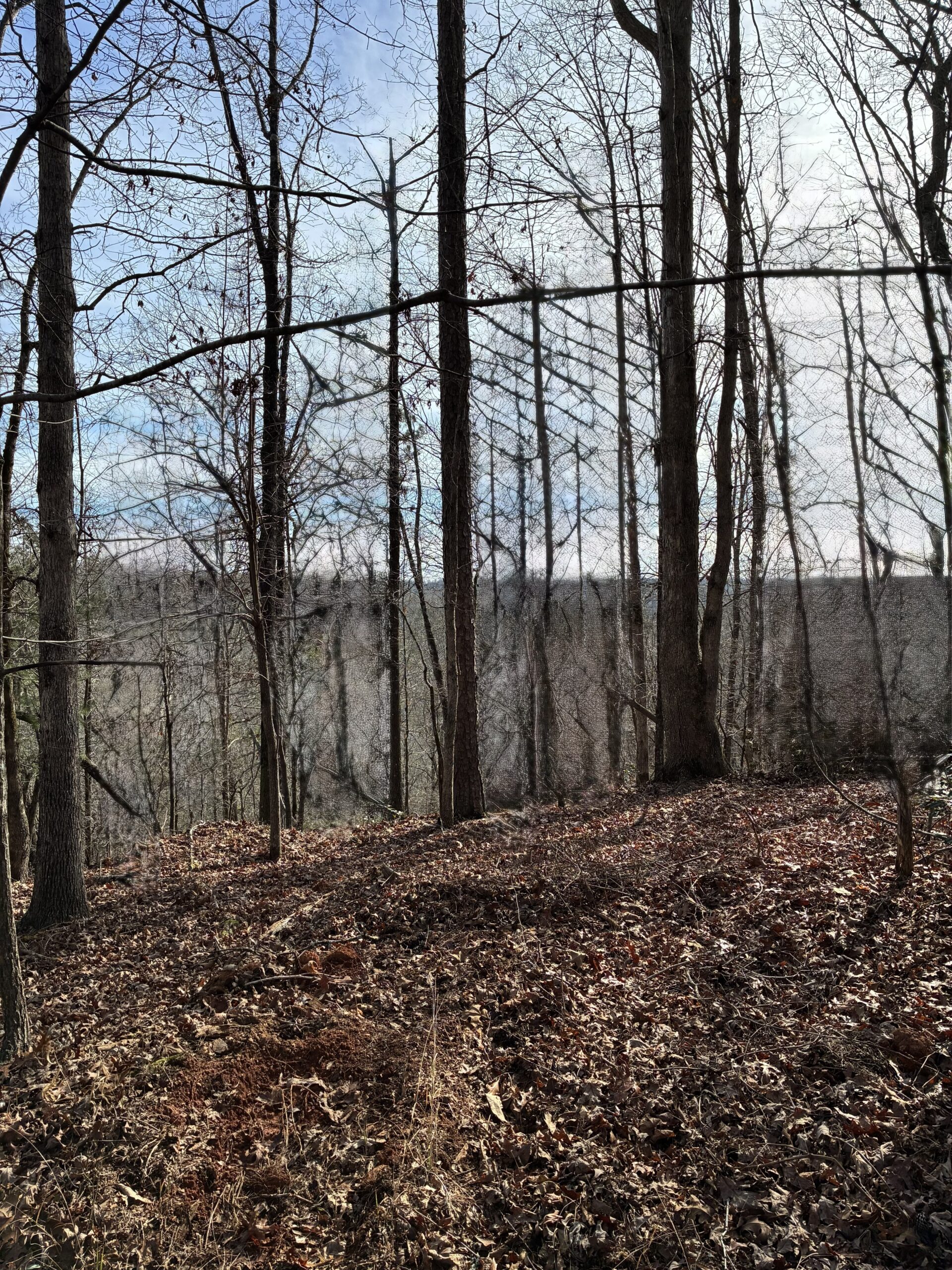 Bare trees in a forest during late autumn with a leaf-covered ground.