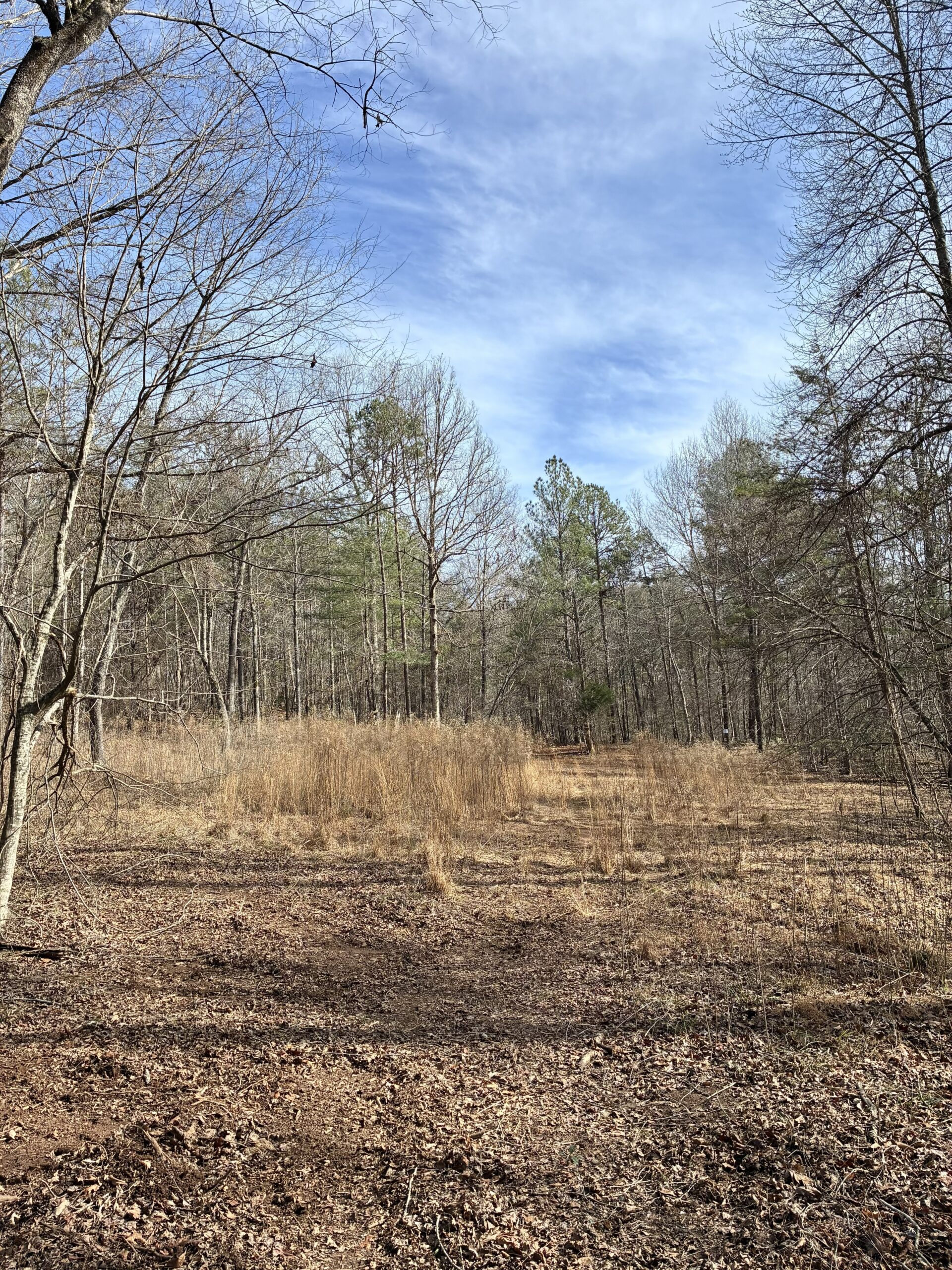 A clearing in a forest with dry grass and leafless trees under a blue sky.