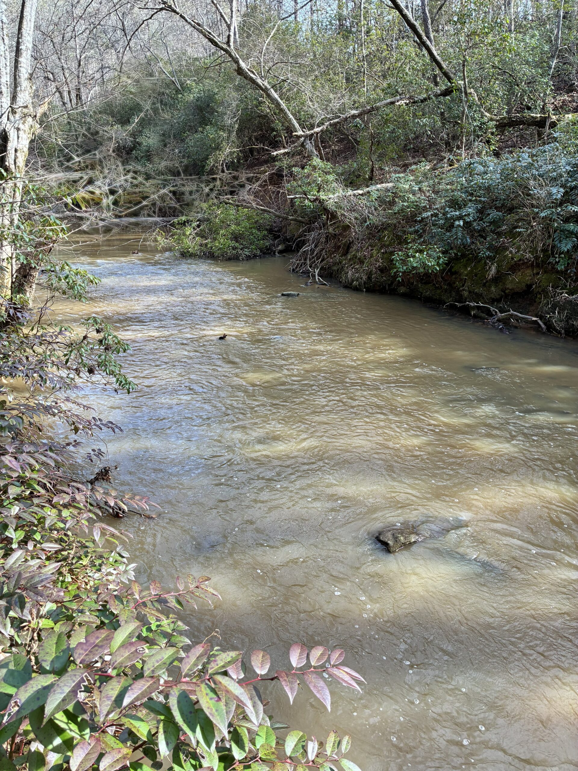 A calm river flowing through a forest with greenery on both sides.