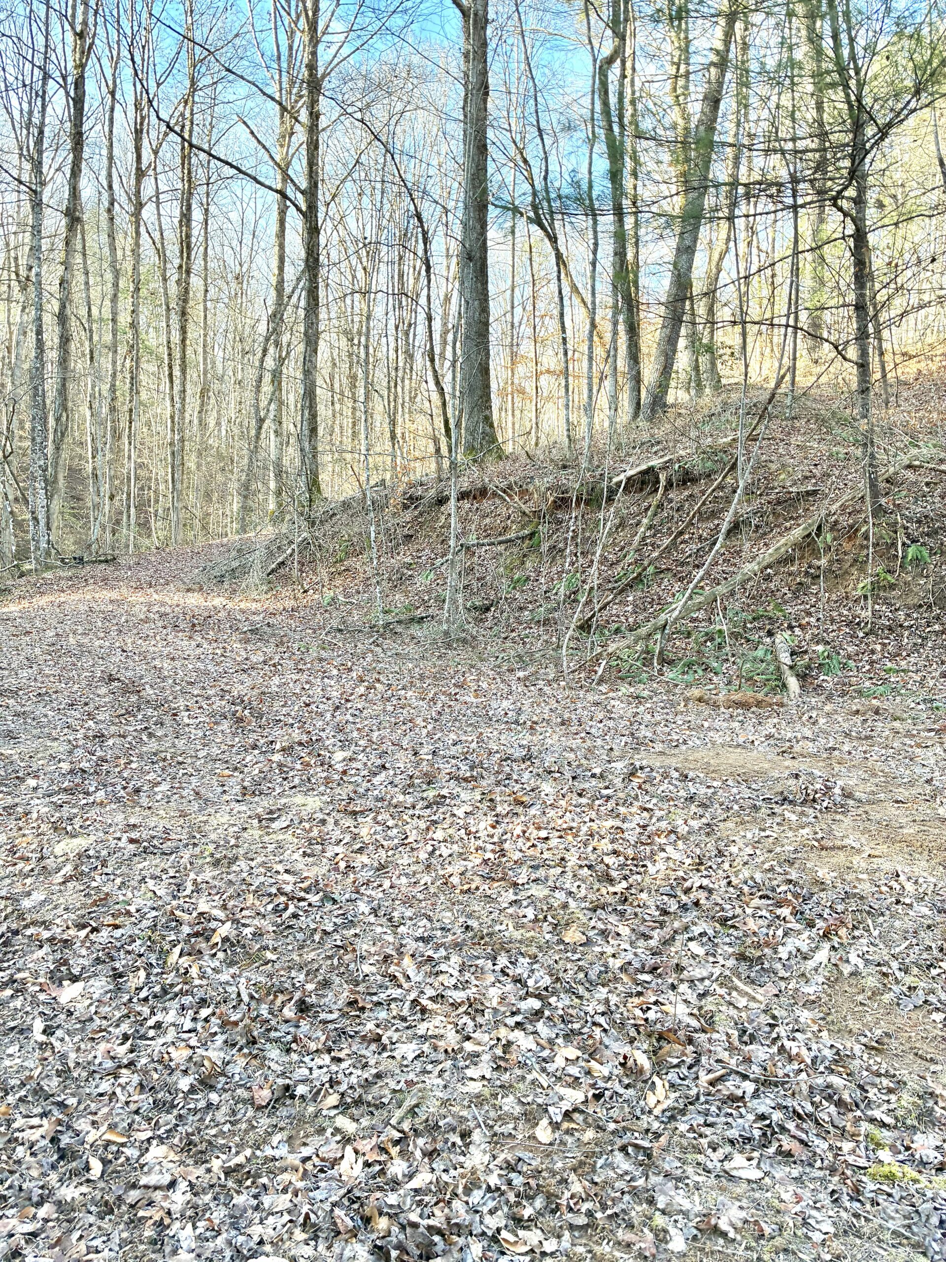 A forest floor covered with dry leaves and trees in early spring.